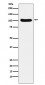 Anti-Exportin2 Rabbit Monoclonal Antibody